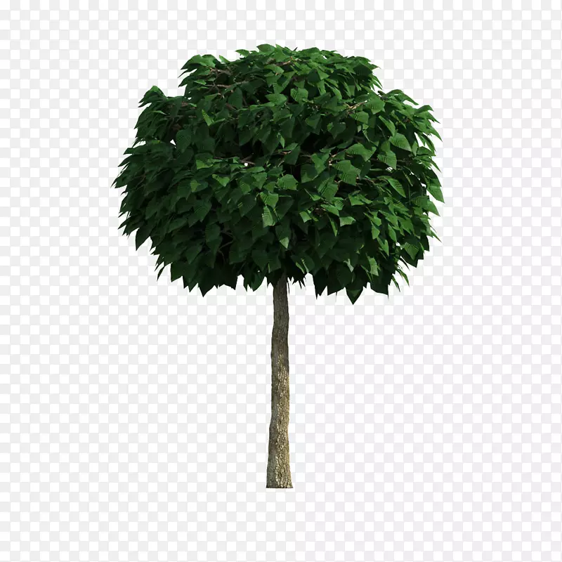 �����ؼ�����ļ���-������