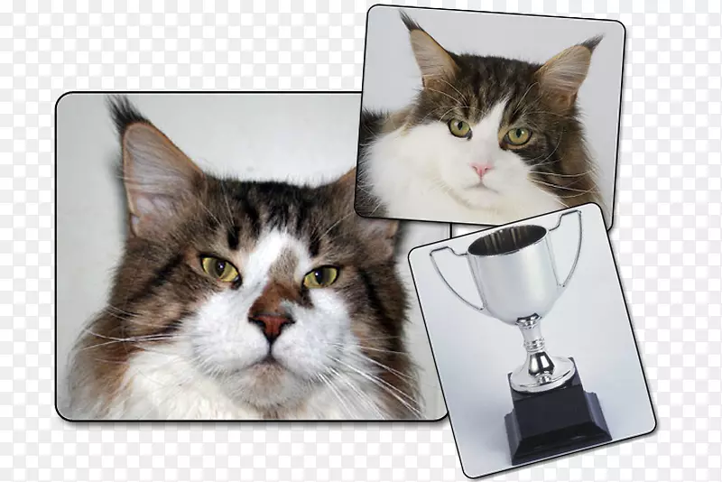 ����è�����ö�ëè����-�����ݼ�-������