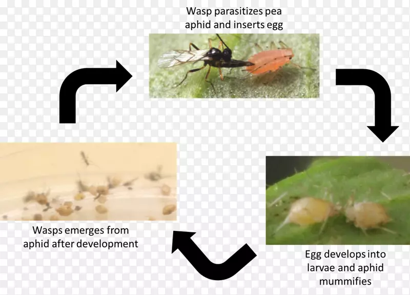 �����������-������