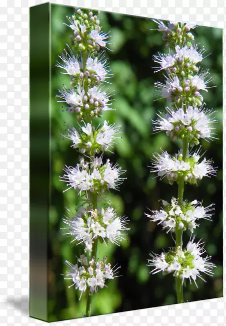 ˮ���ǹ�ľ޹�²ݻ�����-������