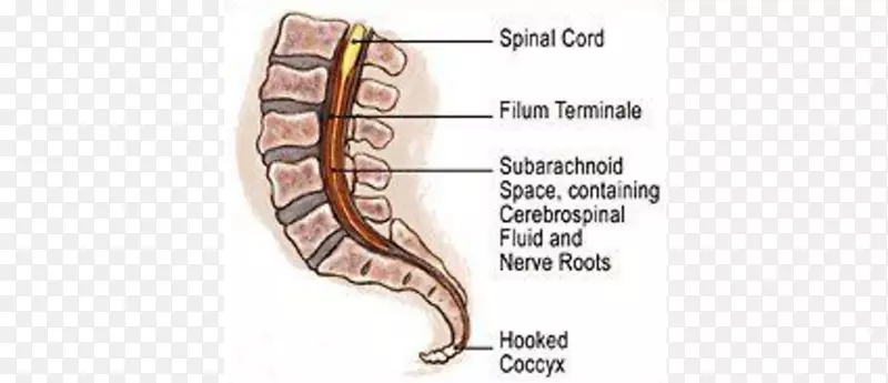 ������ʹ�ǲ�����-��˹��˼��ʹ�����о���-������