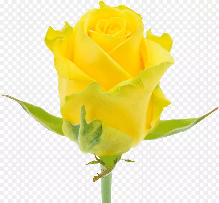 ��԰õ���л�-������