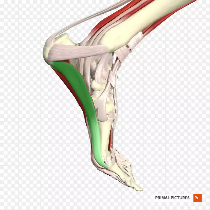 ����ϥ���-������