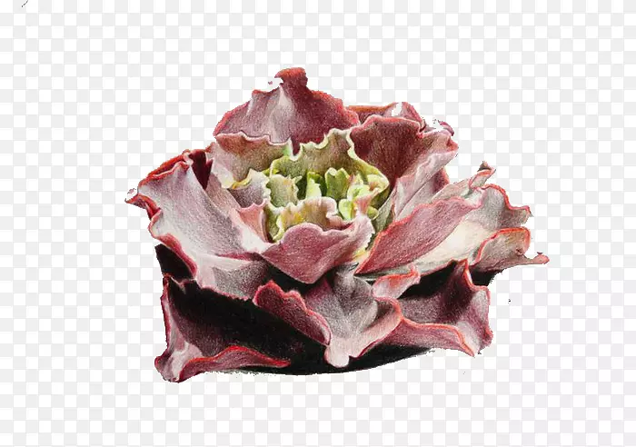 ��ɫǦ�ʻ�ˮ�ʻ���ͼ����Ĳ�����-������