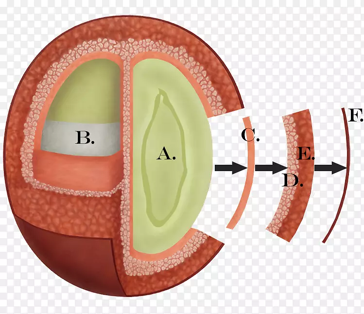ӡ�Ἢ���ɳ������������-������