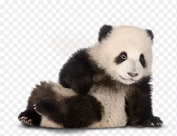 ����è���յ���ؿ�ף�����տ���-����-������