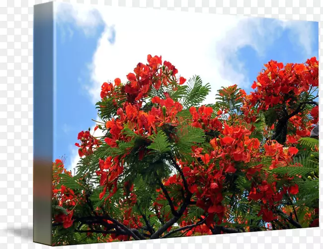 ��ľ����-������