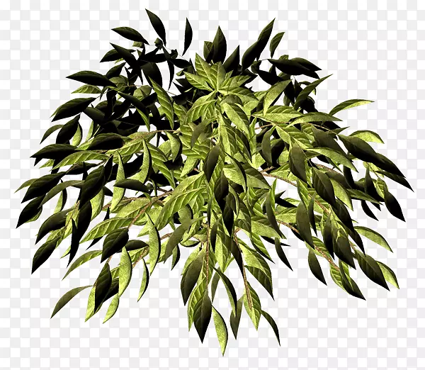 ����Ҷ-������