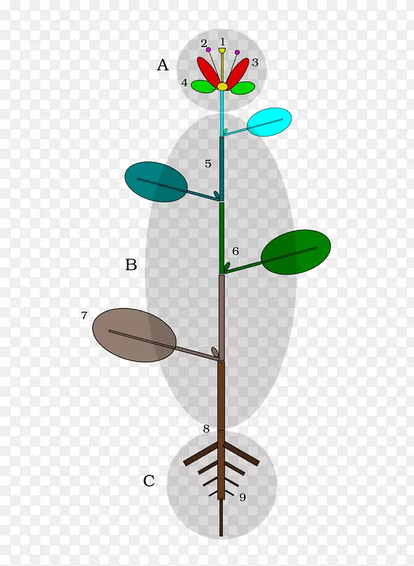 ֲ�ﾥ������Ҷ������-ֲ��-������