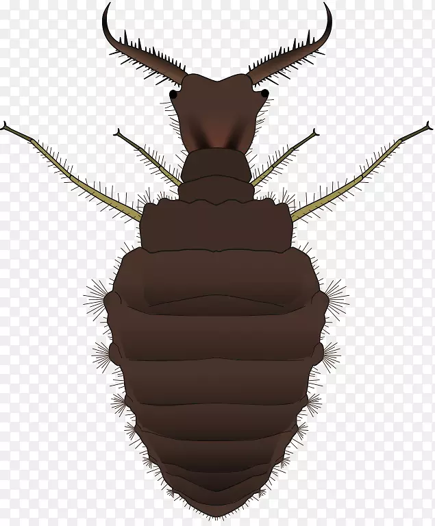 �����׳�-������