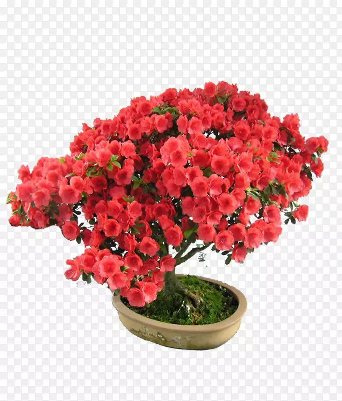 ��ֲ����ֲ�﷢�������-����-������