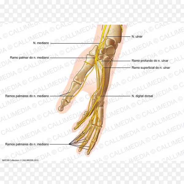 ָ�ݶ�����񾭶�-������