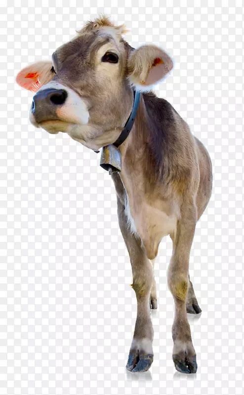 ����˹���ƶ�����˾���ﲨ����ά��ɽ��-������