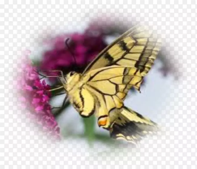 ���������������Ĳ˰�ɫ����-������