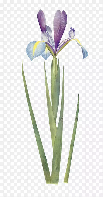 �βֲ��ѧ����ֲ��廭�ں�Ĥ��ɫ���ܲ���-������