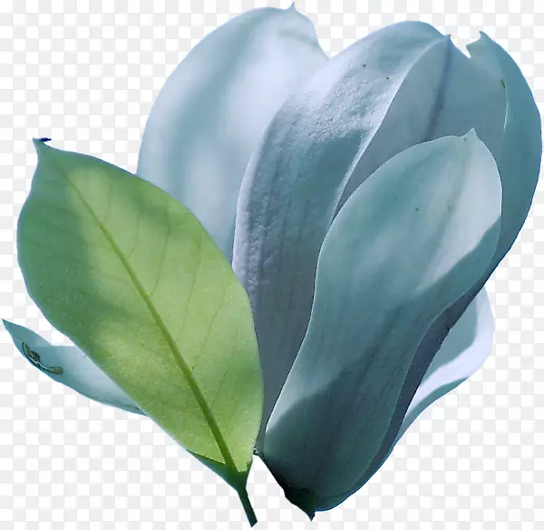 ����Ҷ����ֲ������ʯҶ-������