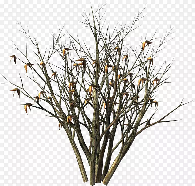 ��ľ����ή��ľ-������