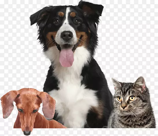 ������ɽȮ�Ĵ���������ȮӢ������Ȯ��ֳ�߾�����Ȯ��ҽ-������