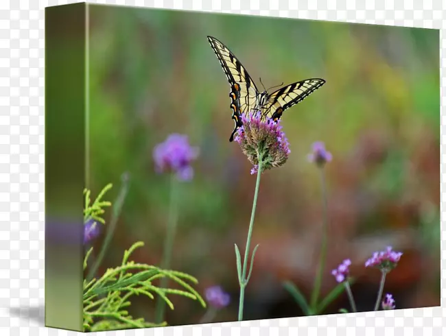 ë���׵ĺ���Ӣ��޹�²ݺ�������-������β-������