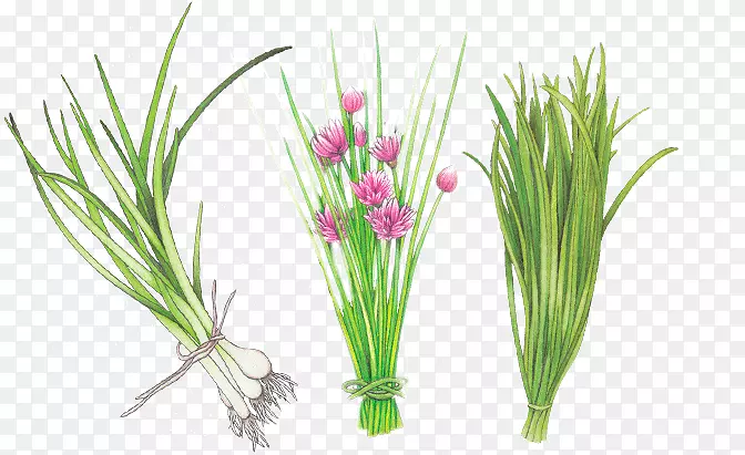 ���ֲ�ﾥˮ���-������