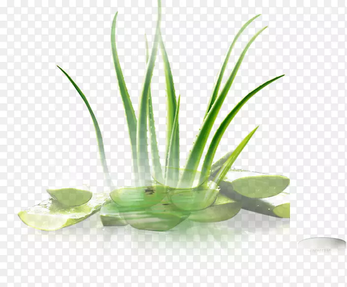 Ҷ�������������.��«��-������