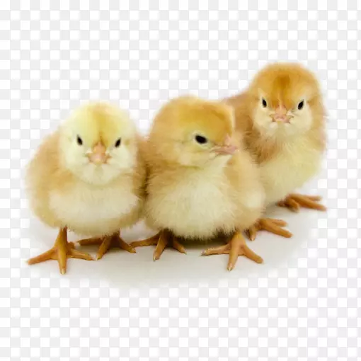 �Ĵ�����Wyandotte���º���ʲ���ݼ�����������-�޵õ���-������