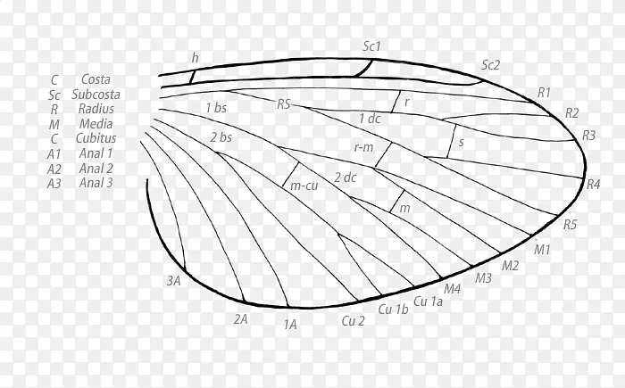 ?y?kowanie skrzyd?a������?y?kaӬ��-������