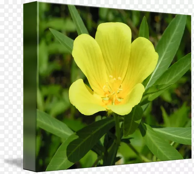 ���������¼��ݣ�խҶ�棬���¼��ݣ�glbsstxa��glb3000ov��r EUR·-������