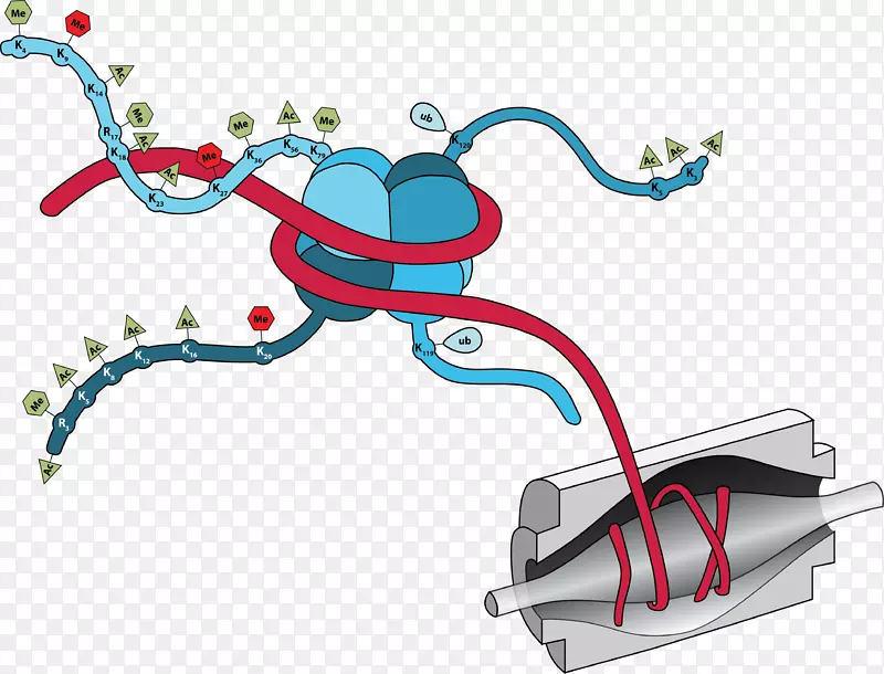 �鵰�ױ����Ŵ�ѧ�о�-���������Ⱦɫ��-������