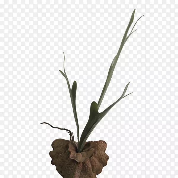 С֦�����ֲ�ﾥ��-������