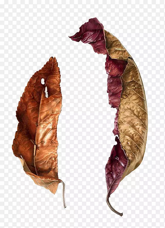 ֲ���ͼˮ�ʻ�ֲ���ͼ��Ҷ-������