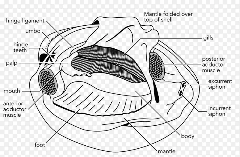 ������Ʋ�ͼ-���-������