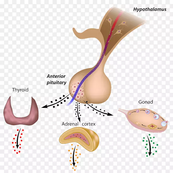 ����ǰҶ�����Ҷ����ϵͳ����-������