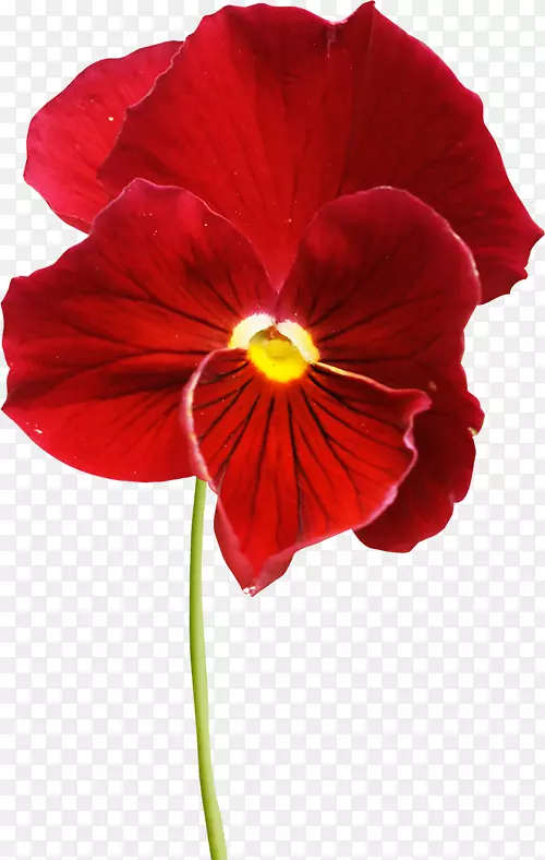 ����������������-������