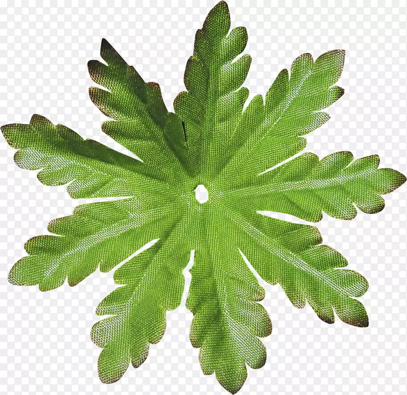 Ҷ��-Ҷ-������