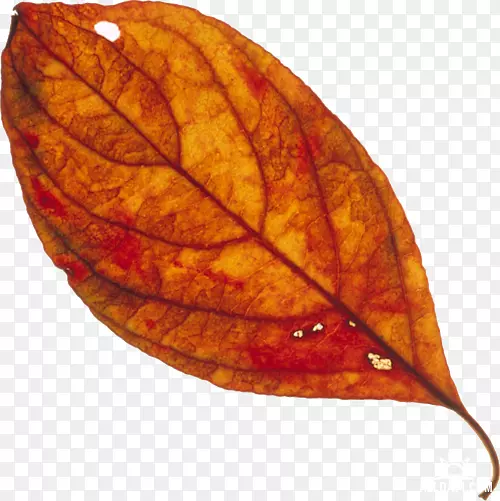 ��ֽ����-������