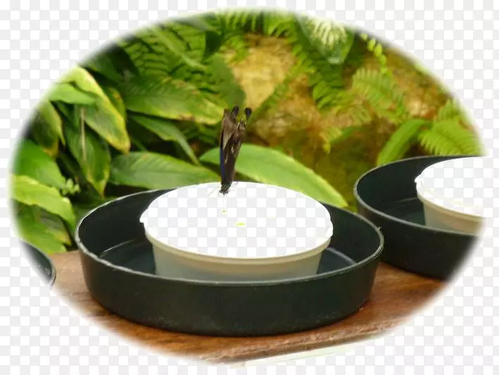 ����˹��������Ϥ�����֮��-��Ƥ���¡�������˹-������