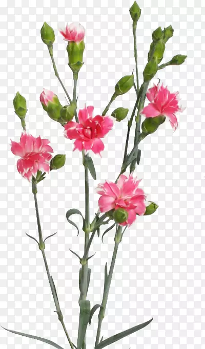 ��ʯ���л�ӣ�Ҳݱ�ֲ��-ӣ��-������