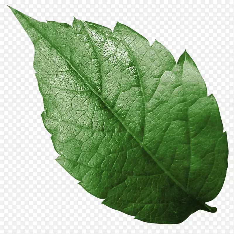 ��Ҷֽ��֦��ֽ-������