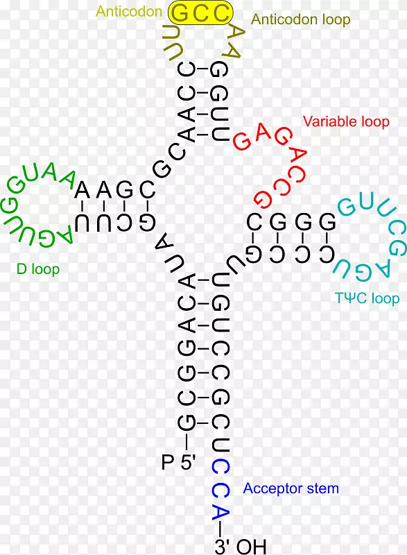 ת��RNA������dna RNA����-�����ʽ�ת��-������