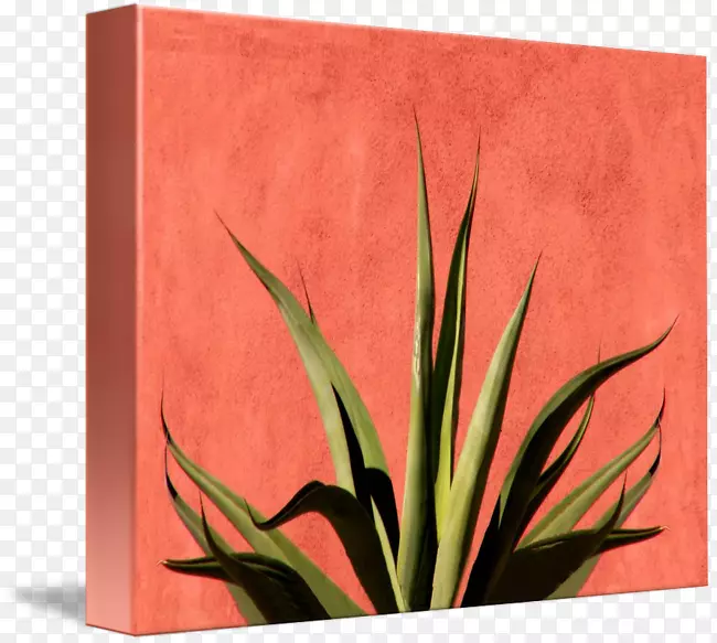 Ҷ���ο���ֲ��-Ҷ-������