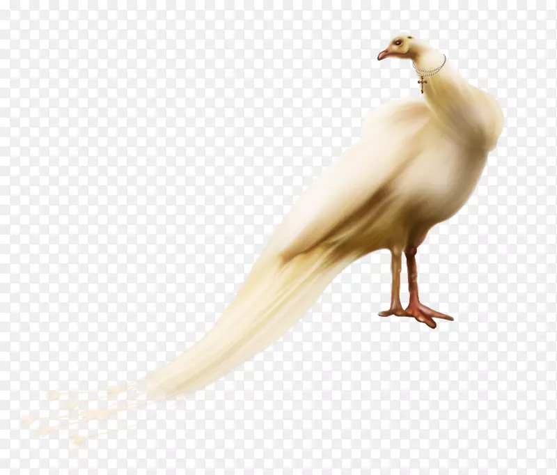 ��ද����ë-������