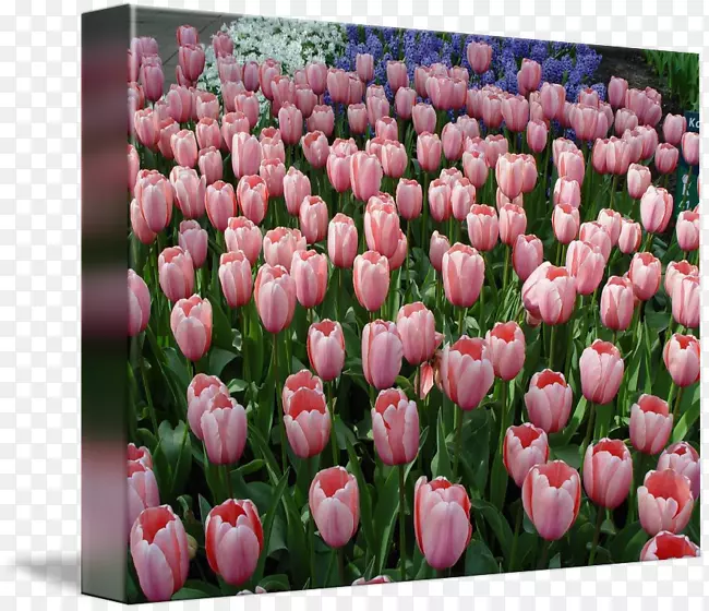 �����㻨�л�����ۺ�ɫ������-������