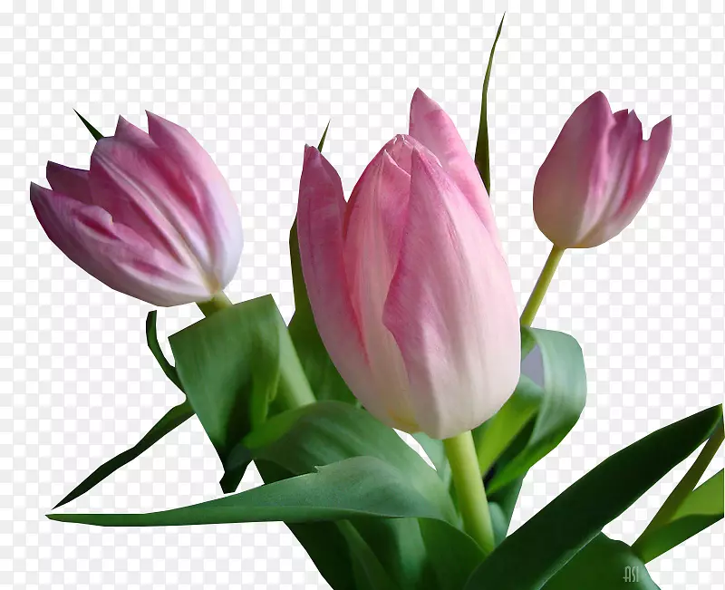 �����㻨�л�����ֲ�ﾥ������-������