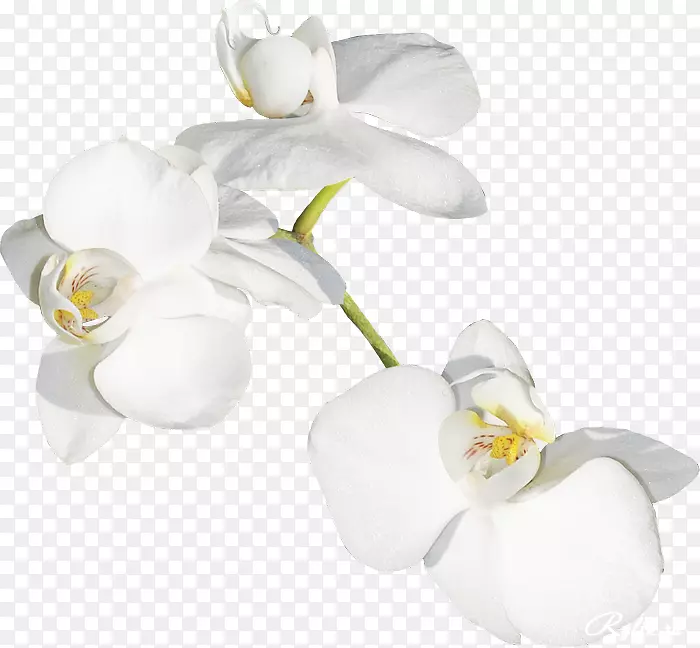 �ɶ����л�ֲ�ﾥ��������ɫ-������