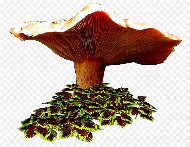 �ﻭ�������-������