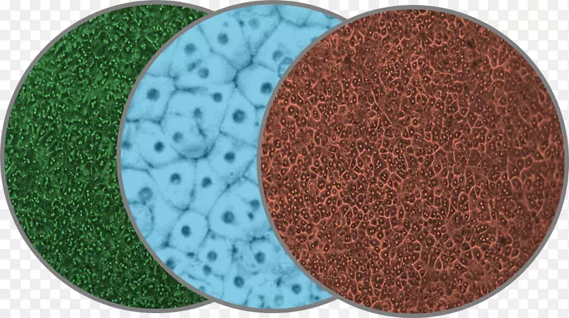 ԲȦ-������