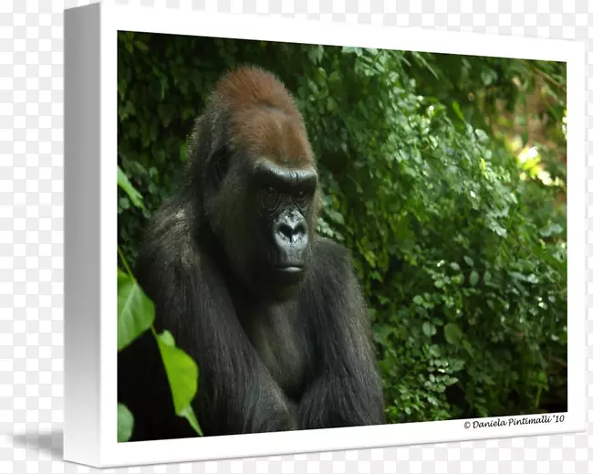 ��������Ұ������½����������-������