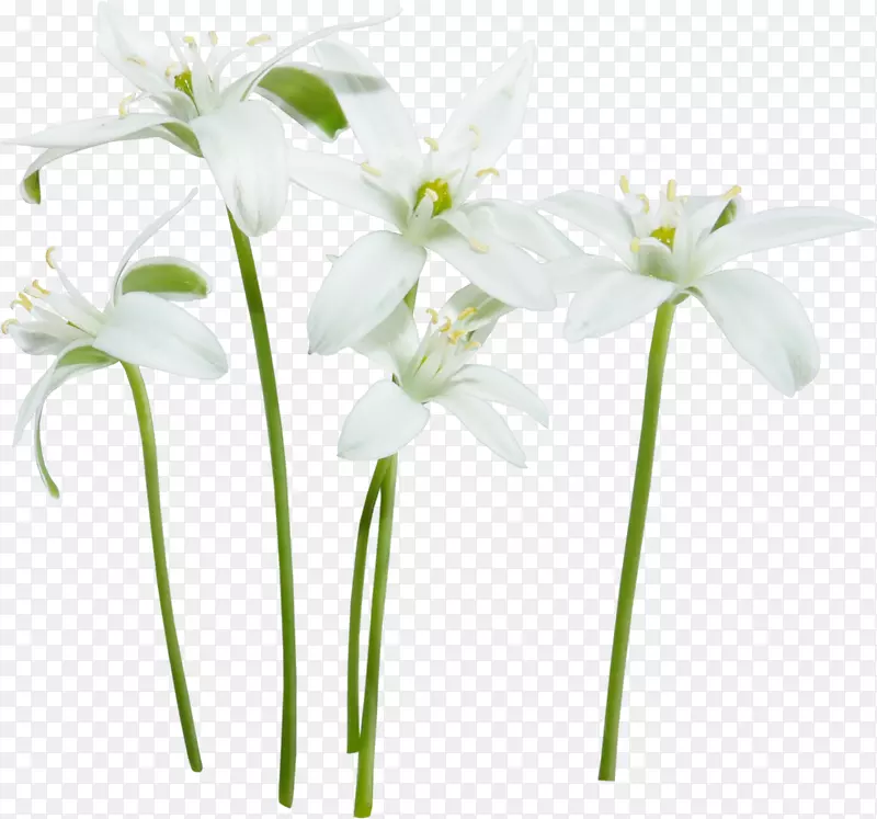 ���ܰ׻���Ƽ������ٺϻ�-������