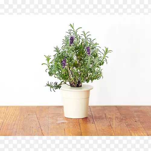 Ӣ��޹�²ݹ�ľ԰-������